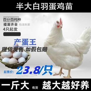 白来航鸡活苗白羽蛋鸡脱温苗小鸡苗母鸡公鸡土鸡苗活鸡产蛋鸡宠物