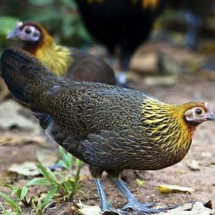 半大茶花鸡苗半斤纯种原鸡幼苗七彩山鸡活苗五颜六色小鸡土鸡宠物