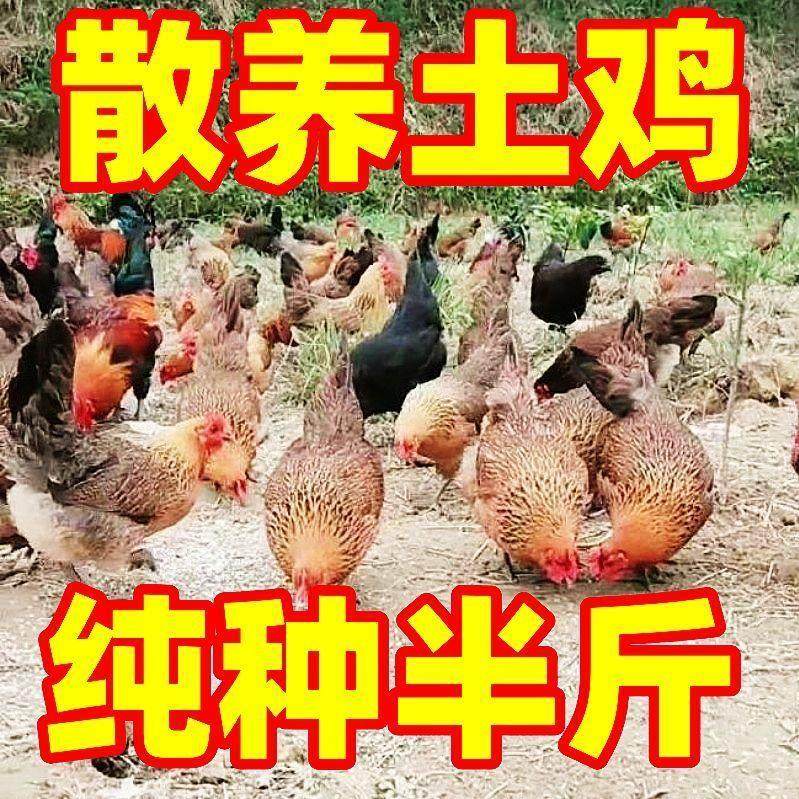 活体家养小鸡半斤鸡产蛋王土鸡健康大品种鸡绿壳蛋鸡下蛋母鸡宠物,宠物/宠物食品及用品,宠物鸡,淘宝优惠券,粉丝福利购,淘宝优惠卷