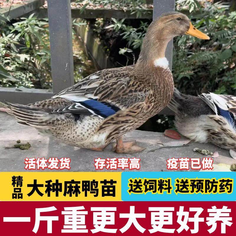 现货1一斤鸭苗麻鸭鸭苗大型散养脱温苗蛋鸭金锭麻鸭花边青头宠物,宠物/宠物食品及用品,宠物鸡,淘宝优惠券,粉丝福利购,淘宝优惠卷