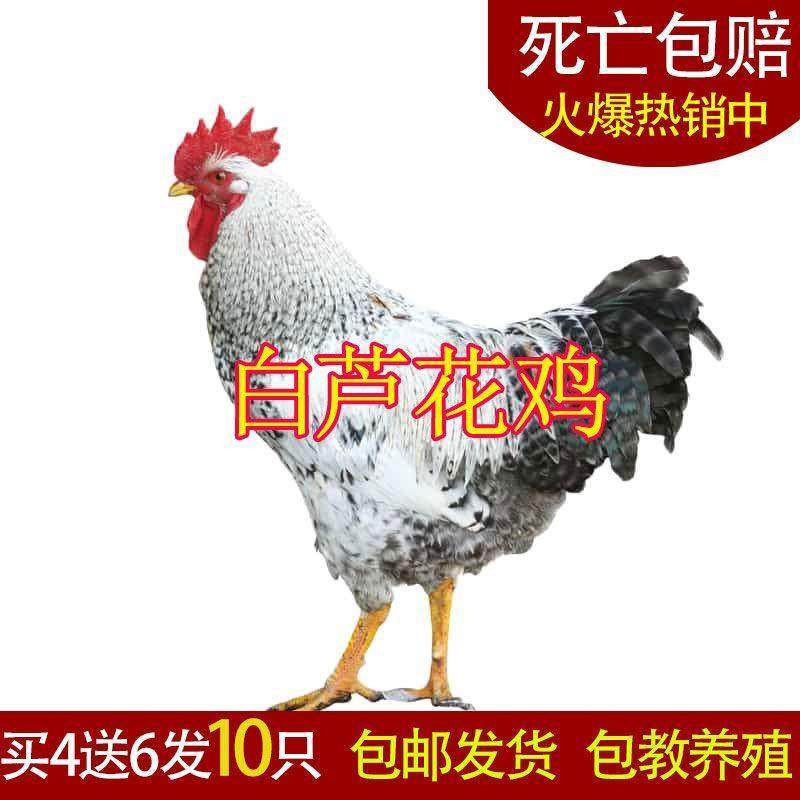 【现货现发】白芦花散养活的纯白芦花鸡苗自养七彩山鸡公鸡贵宠物,宠物/宠物食品及用品,宠物鸡,淘宝优惠券,粉丝福利购,淘宝优惠卷
