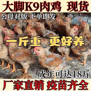 一斤大种K9活线鸡大肉鸡苗红玉鸡活苗散养大红公鸡大型土阉大宠物