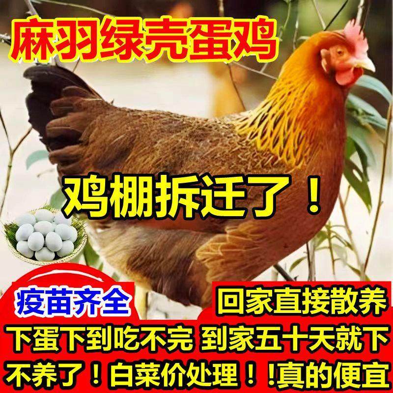 【现货】一斤正宗土鸡活苗麻羽农家散养绿壳蛋鸡高产蛋笨土鸡宠物,宠物/宠物食品及用品,宠物鸡,淘宝优惠券,粉丝福利购,淘宝优惠卷