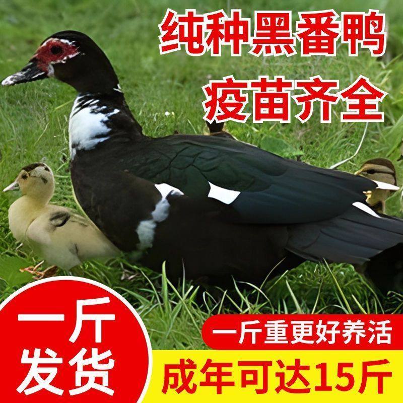 【包红脸】正宗旱鸭子纯种黑正番鸭苗一斤鸳鸯鸭散养火鸭西洋宠物,宠物/宠物食品及用品,宠物鸡,淘宝优惠券,粉丝福利购,淘宝优惠卷