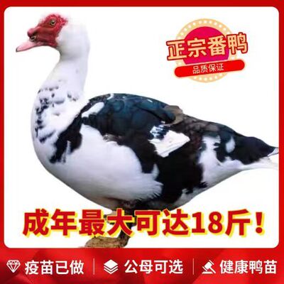 【疫苗齐全】正宗大种红脸黑番鸭苗活苗小鸭子散养黑番鸭西洋宠物
