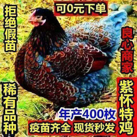 精养半斤左右正宗怀特鱼鳞鸡五彩鸡活鸡家养下蛋鸡绿壳蛋脱温宠物,宠物/宠物食品及用品,宠物鸡,淘宝优惠券,粉丝福利购,淘宝优惠卷