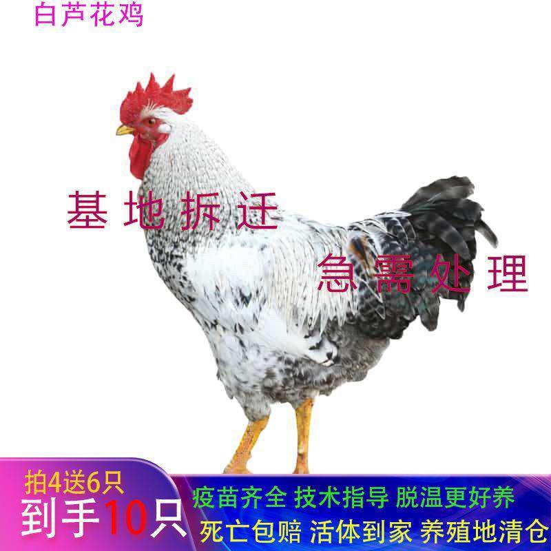 【高产绿壳蛋】白芦花鸡苗现货包邮散养芦花鸡便宜稻花鸡彩凤活鸡