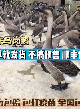 正宗广东马岗鹅阳江鹅直供大雁鹅朗德鹅活体小鹅灰鹅便宜鹅苗宠物