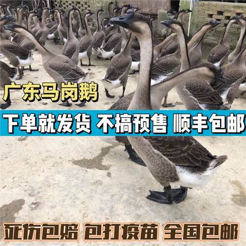 正宗广东马岗鹅阳江鹅直供大雁鹅朗德鹅活体小鹅灰鹅便宜鹅苗宠物