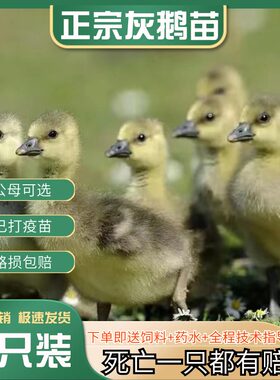 活苗看家15大肉棕马岗鹅装苗雁鹅黑纯种灰鹅只鹅活朗德广东大宠物