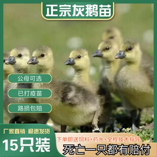 活苗看家15大肉棕马岗鹅装苗雁鹅黑纯种灰鹅只鹅活朗德广东大宠物