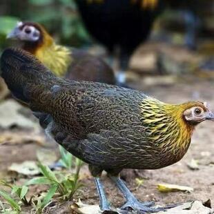 半大茶花鸡苗半斤纯种原鸡幼苗七彩山鸡活苗五颜六色小鸡土鸡宠物