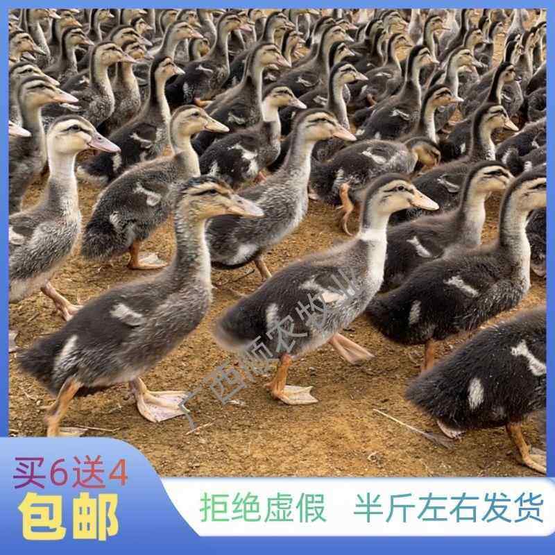 纯种麻鸭活苗半斤高产绿壳蛋鸭苗小鸭苗下蛋鸭脱温鸭水鸭土鸭宠物,宠物/宠物食品及用品,宠物鸡,淘宝优惠券,粉丝福利购,淘宝优惠卷