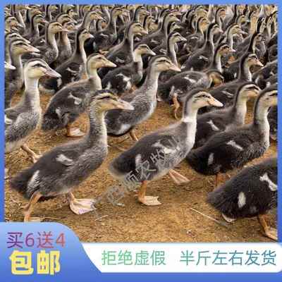 纯种麻鸭活苗半斤高产绿壳蛋鸭苗小鸭苗下蛋鸭脱温鸭水鸭土鸭宠物
