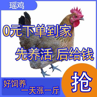 【好饲养】半斤瑶山鸡幼苗散养青脚土鸡活苗活的青脚铁脚麻阉鸡崽