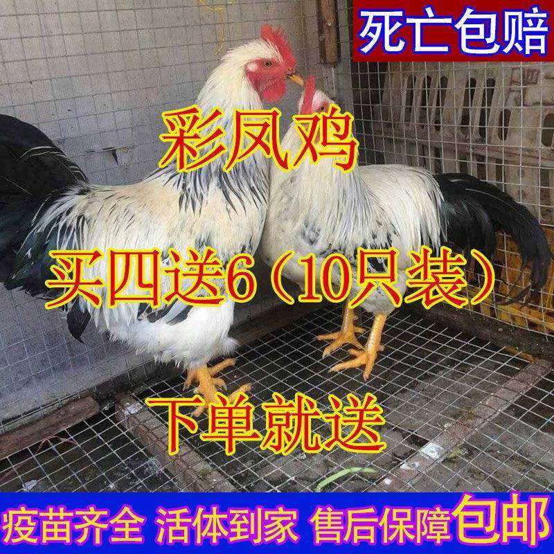 【全部】彩凤鸡苗新款小脚活的鸡苗便宜散养自养芦花鸡纯白鸡宠物,宠物/宠物食品及用品,宠物鸡,淘宝优惠券,粉丝福利购,淘宝优惠卷