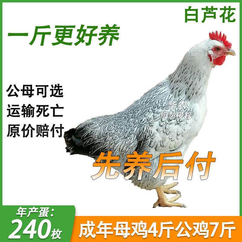一斤白芦花鸡苗高产绿壳蛋正宗鹊山鸡活体彩凤鸡散养稻花鸡小宠物,宠物/宠物食品及用品,宠物鸡,淘宝优惠券,粉丝福利购,淘宝优惠卷