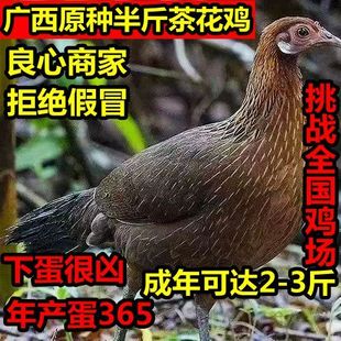 广西原种半斤发货茶花鸡苗正宗优质瑶山鸡活苗正宗种鸡七彩小宠物