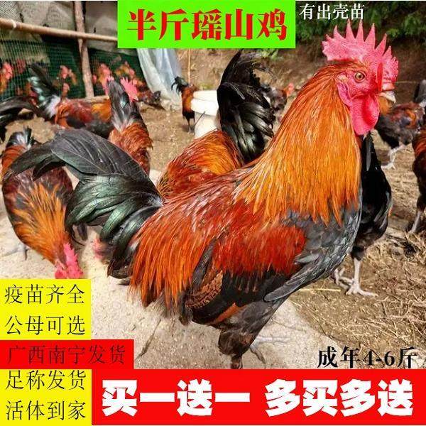 半斤瑶鸡苗纯种瑶山鸡贵州青脚土鸡苗纯种笨鸡草鸡血毛鸡农家宠物,宠物/宠物食品及用品,宠物鸡,淘宝优惠券,粉丝福利购,淘宝优惠卷