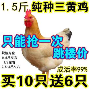 三黄鸡活苗小鸡活苗鸡苗土鸡活苗小鸡柴鸡草鸡鸡苗阉鸡苗蛋鸡宠物