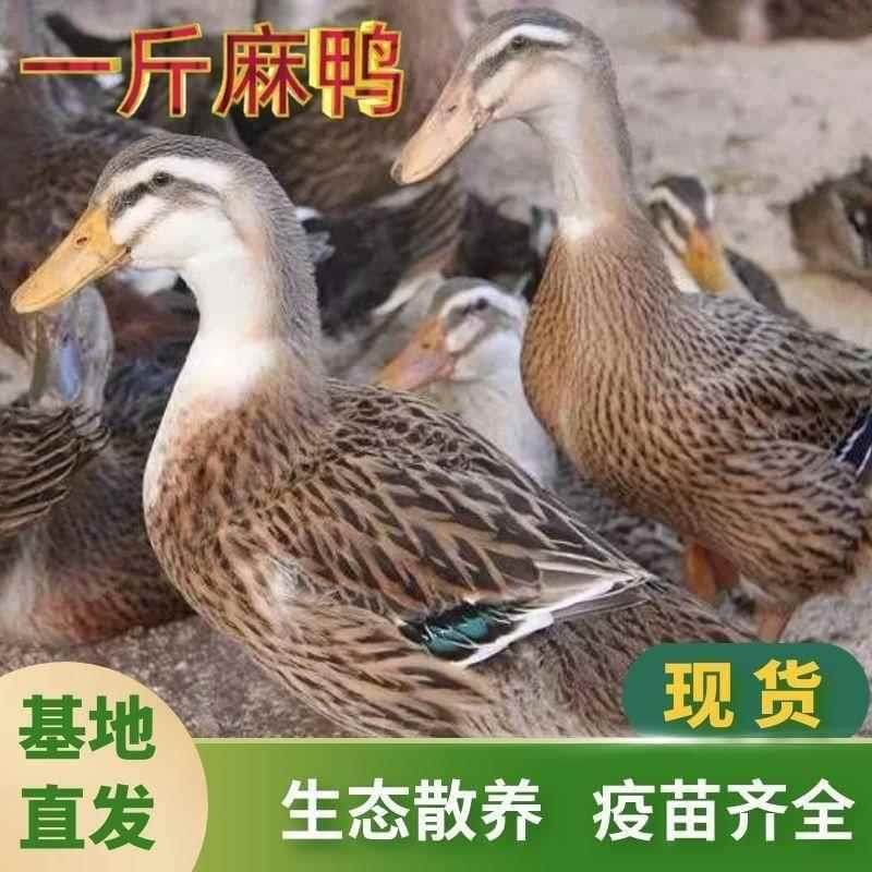 正宗一斤鸭苗麻鸭下蛋鸭绿壳蛋鸭小鸭子活苗活鸭一斤二斤农家宠物,宠物/宠物食品及用品,宠物鸡,淘宝优惠券,粉丝福利购,淘宝优惠卷