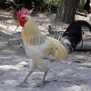 正宗鹊山鸡苗纯种稻花鸡活苗白芦花鸡彩凤鸡苗活体跑山鸡幼苗宠物