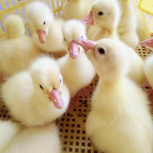 15只小鹅活苗大种白鹅苗活体幼崽四季鹅大三花鹅小鹅仔高产蛋宠物