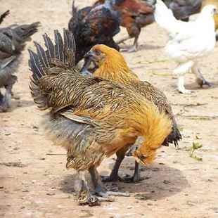 无量山乌骨鸡苗纯种云南大种毛脚鸡小苗土鸡乌鸡幼苗活体包活宠物