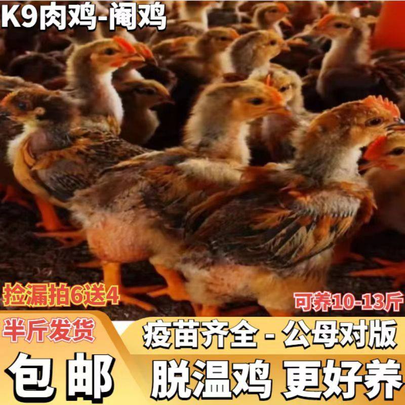 大种巨型九斤红活体幼苗红玉半斤小鸡九斤黄红瑶鸡现货大公鸡宠物,宠物/宠物食品及用品,宠物鸡,淘宝优惠券,粉丝福利购,淘宝优惠卷