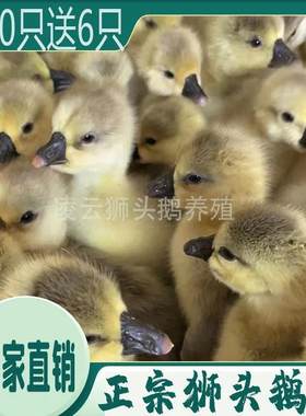狮头鹅活苗特大幼苗小鹅正宗特大种汕头狮头鹅苗朗德鹅苗马岗宠物