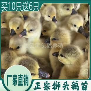狮头鹅活苗特大幼苗小鹅正宗特大种汕头狮头鹅苗朗德鹅苗马岗宠物