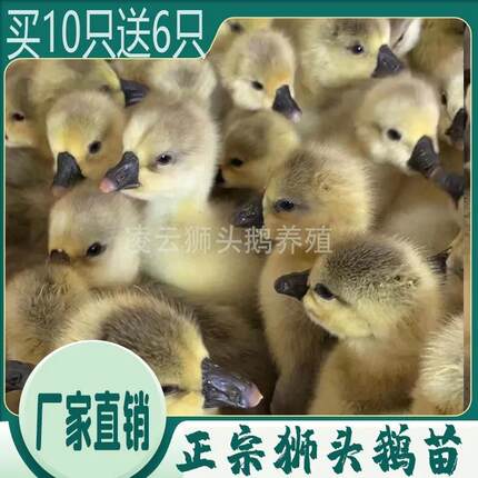 狮头鹅活苗特大幼苗小鹅正宗特大种汕头狮头鹅苗朗德鹅苗马岗宠物