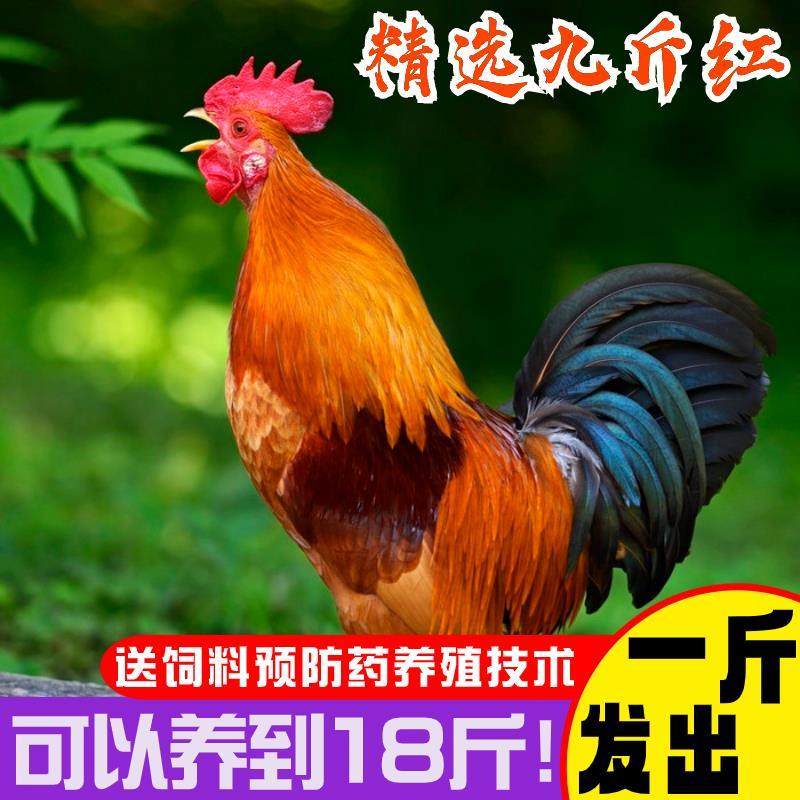 现货一斤原种红玉鸡活苗正宗农家散养九斤红幼崽脱温活体小鸡宠物,宠物/宠物食品及用品,宠物鸡,淘宝优惠券,粉丝福利购,淘宝优惠卷