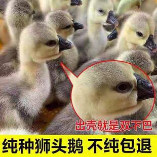小鹅苗正宗狮头鹅活苗汕头特大型狮子头鹅特大种灰狮头鹅幼苗宠物