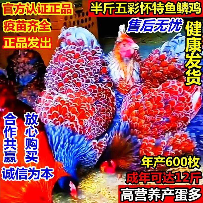 半斤鱼鳞鸡活苗半大脱温怀特鸡观赏鸡活的黑白怀特五彩鸡怀恩宠物,宠物/宠物食品及用品,宠物鸡,淘宝优惠券,粉丝福利购,淘宝优惠卷