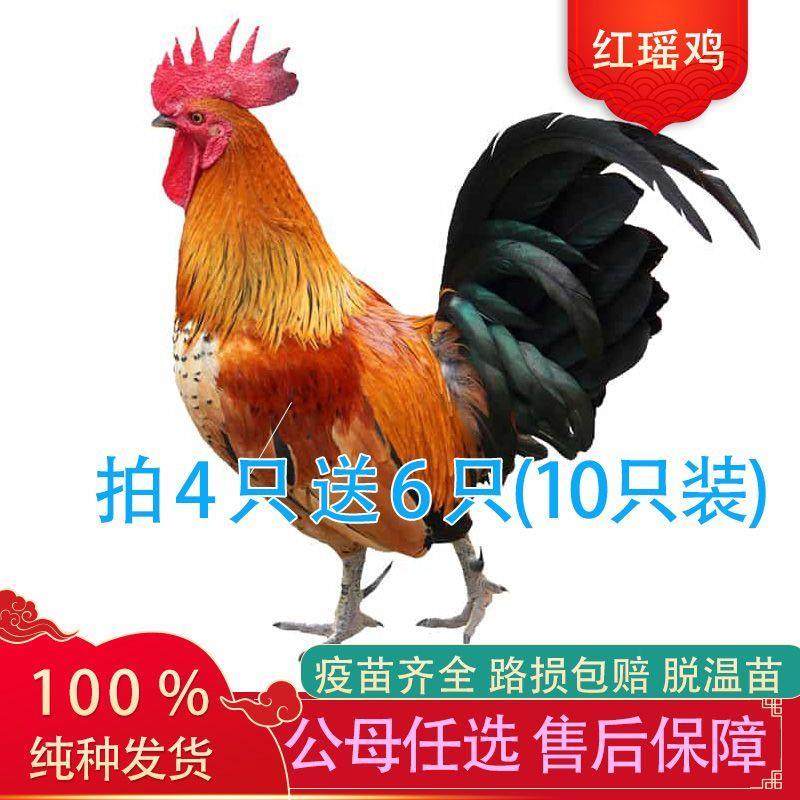 【今日发货】红瑶鸡半大脱温散养大公鸡便宜正宗柴鸡苗大红公宠物,宠物/宠物食品及用品,宠物鸡,淘宝优惠券,粉丝福利购,淘宝优惠卷