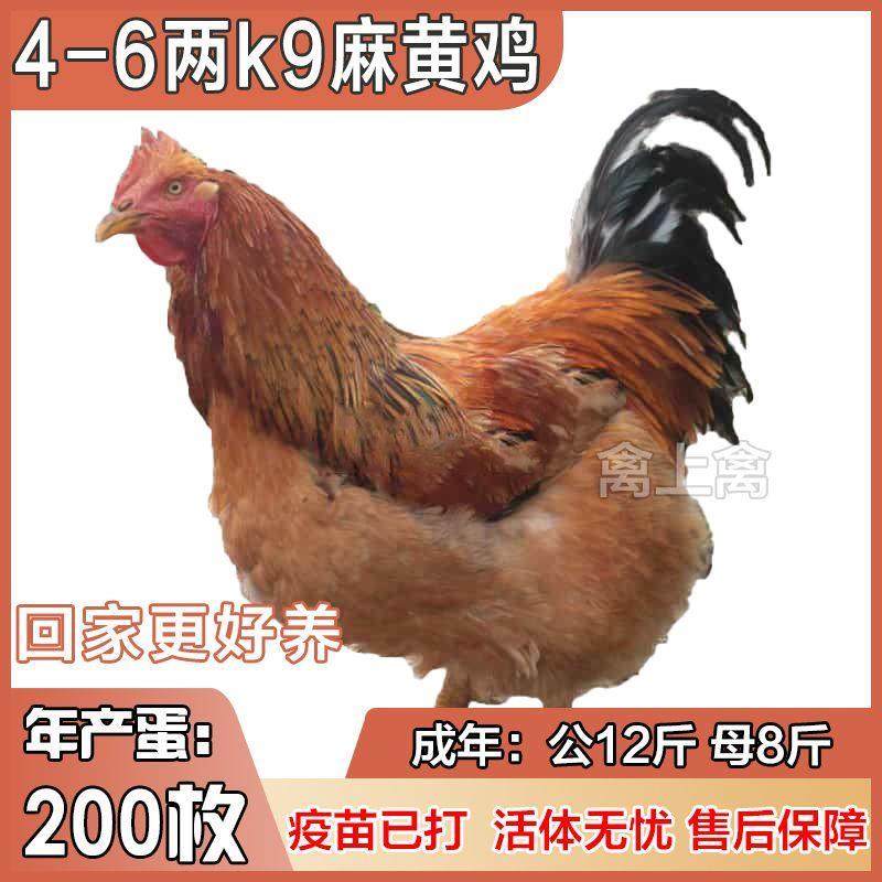 现货k9麻黄鸡活的直供优质红玉大公鸡三黄鸡半斤鸡苗广西正宗宠物,宠物/宠物食品及用品,宠物鸡,淘宝优惠券,粉丝福利购,淘宝优惠卷