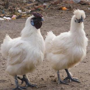 【活动中】正宗纯种白凤乌鸡半斤活苗白毛乌骨鸡高产绿壳蛋鸡宠物