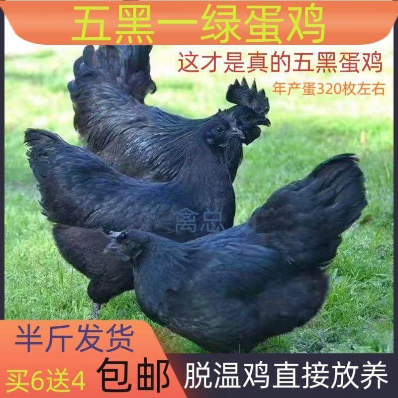 半斤五黑鸡小苗正宗绿壳蛋鸡苗散养土鸡崽五黑一绿蛋鸡乌骨鸡宠物,宠物/宠物食品及用品,宠物鸡,淘宝优惠券,粉丝福利购,淘宝优惠卷