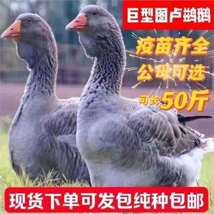 现货巨型图卢兹鹅正宗图卢兹鹅狮头鹅小鹅活的纯种产蛋鹅宠物