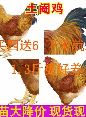 【纯手工阉鸡】广西土阉鸡线鸡红公鸡苗活的散养便宜土鸡现货宠物