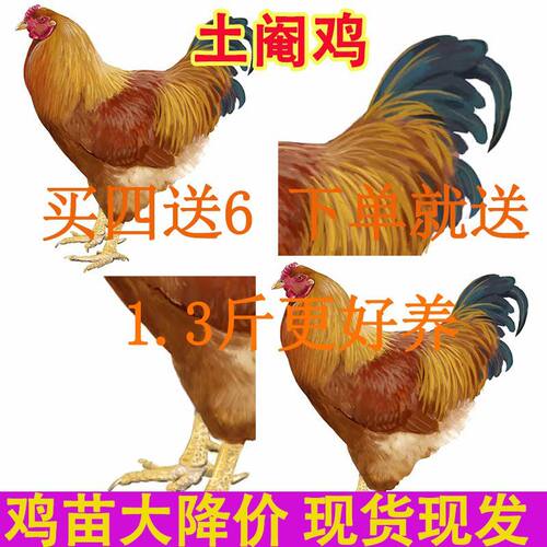 【纯手工阉鸡】广西土阉鸡线鸡红公鸡苗活的散养便宜土鸡现货宠物