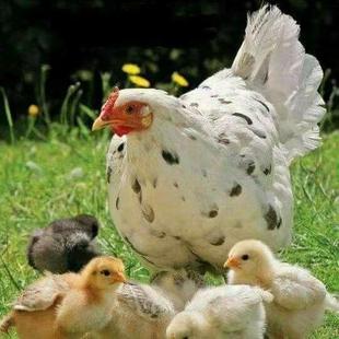 鹊山鸡苗活苗白芦花鸡苗鸡活苗彩凤鸡苗白芦花鸡活苗跑山鸡苗宠物