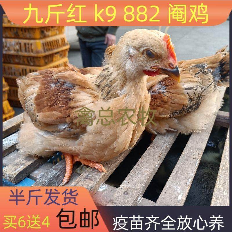 【热销中】快大K9大型肉鸡半斤大脚鸡九斤红阉鸡线鸡现货大型宠物,宠物/宠物食品及用品,宠物鸡,淘宝优惠券,粉丝福利购,淘宝优惠卷