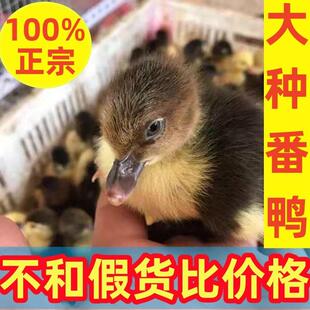 番鸭活苗幼苗火鸭苗正宗大种黑番鸭苗鸭苗旱鸭子藤子鸭西洋鸭宠物