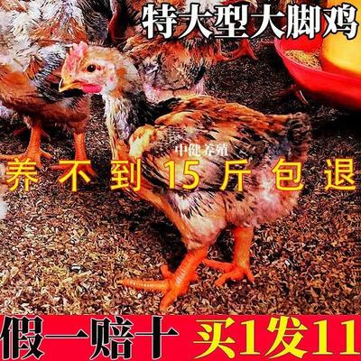 【活动中】半大K9大型肉鸡大脚鸡九斤红大型公鸡半斤阉鸡线鸡现货