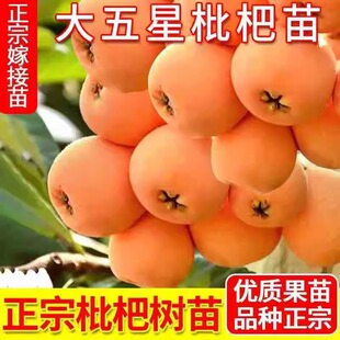 枇杷果苗无核砂糖枇杷苗无核枇杷树苗嫁接盆栽特大庭种植当年结果