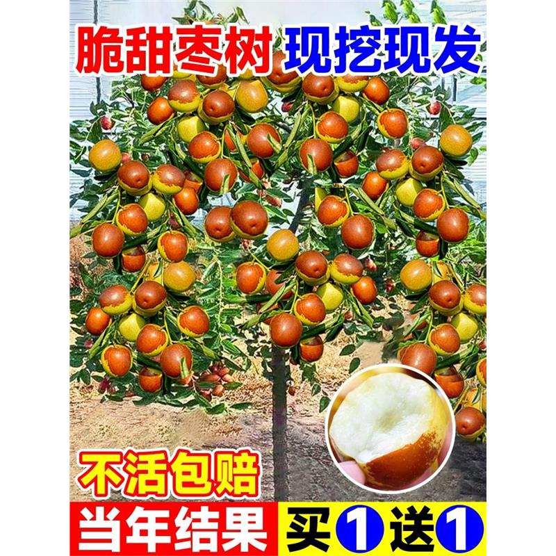 枣树活苗果树南方北方带土球种植嫁接冰糖枣特大超甜沾化冬枣苗树