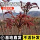 盆栽地栽庭院香椿树果树苗 红油香椿苗树当年食用南北方种植四季