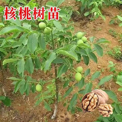 核桃树果苗嫁接纸皮8518文玩地栽当年结果南北方种植核桃树苗果树